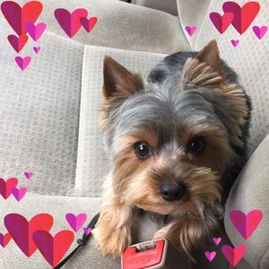 Meet your Posher, Grace